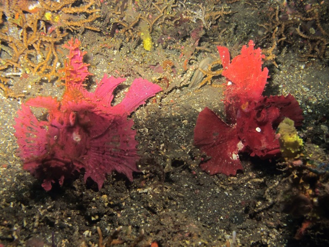 Two frog fishes