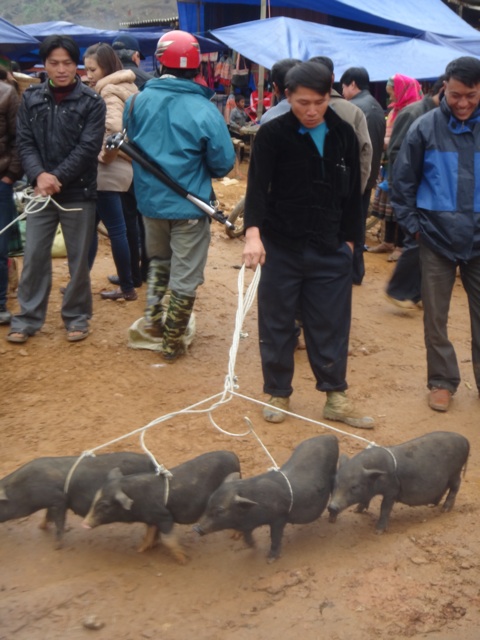 Cochons à vendre