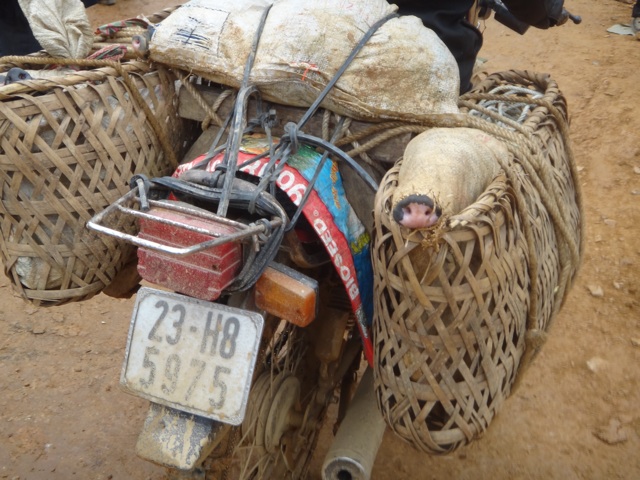 Transport de cochon