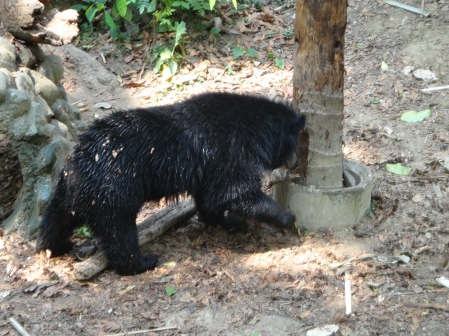 Sanctuaire pour les ours