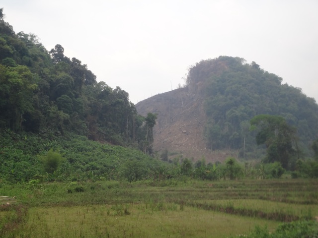 Destruction des forêts 