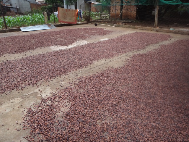 Fèves de cacao séchant au soleil