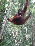 Orang Outang mangeant de l'annanas