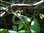 Un habitant de la forêt