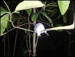 Sleeping bird during the night Walk