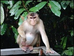 Un macaque