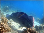 A bumphead parrot fish