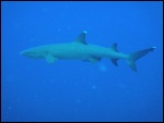 A White Tip reef shark