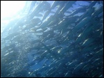 Le même banc de poissons