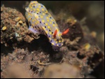 Un nudibranche