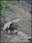 Deux jeunes enfants avec leur buffle