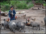 Chaque famille nourrit ses cochons