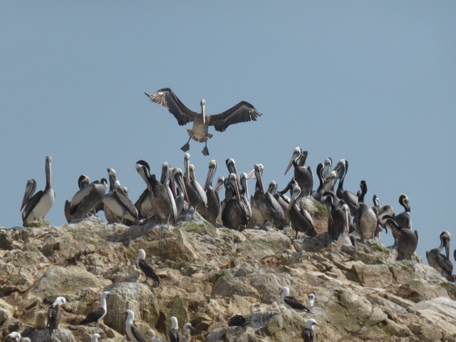 Atterrissage de pelican