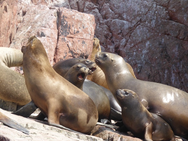 Lions de mer