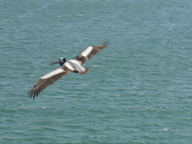 Pélican en vol