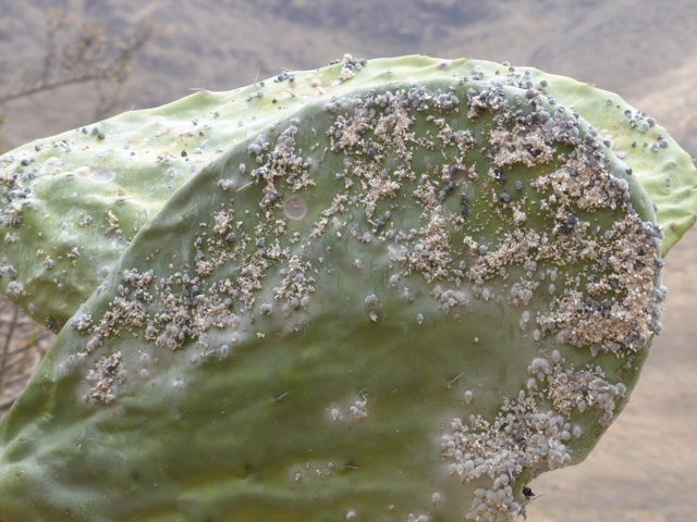 Des cochenilles qui parasitent les cactus