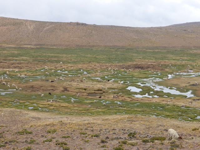 Lamas, alpagas et moutons broutent à haute al