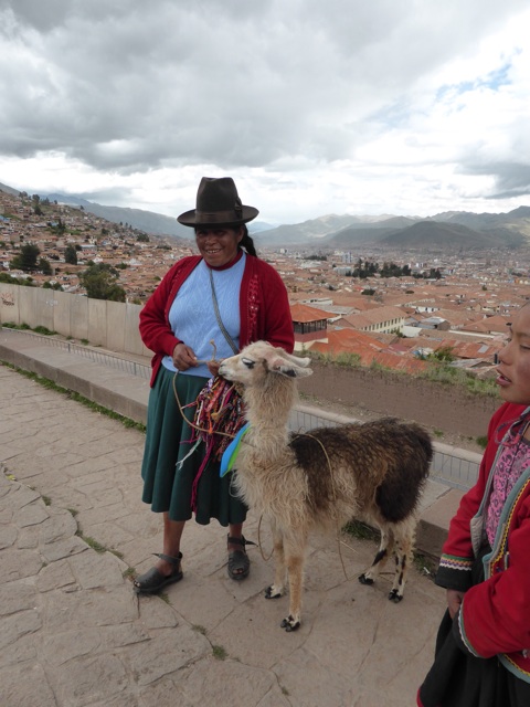 Un jeune lama