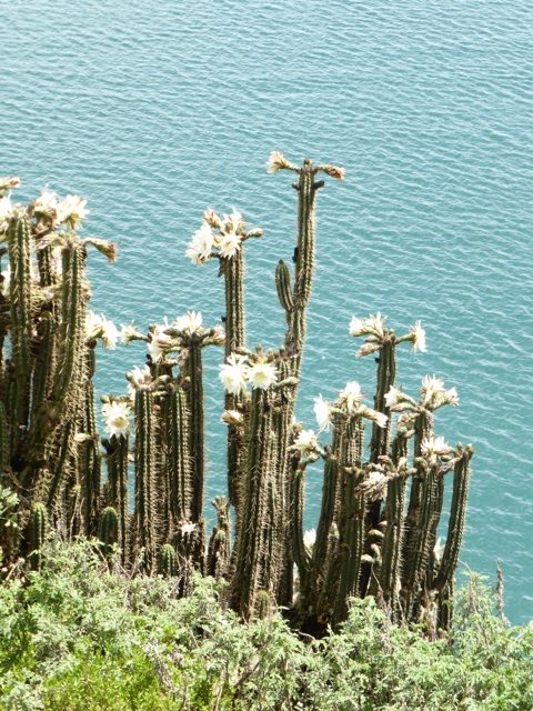 Cactus en fleur