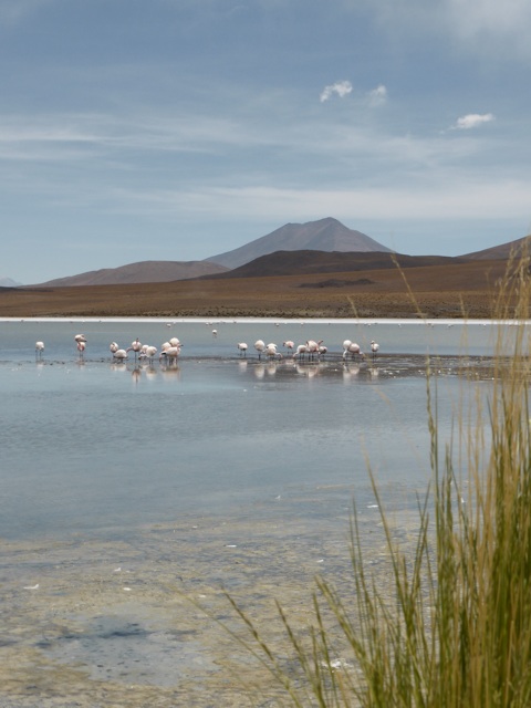 Avec des flaments roses