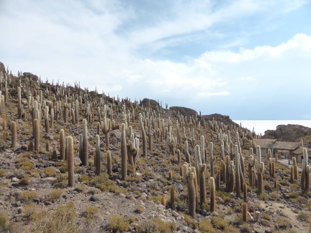 Isla Pescado au milieu du salar