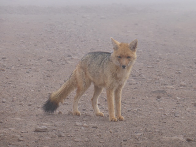 Mon ami le renard