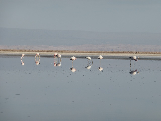 Flamants roses