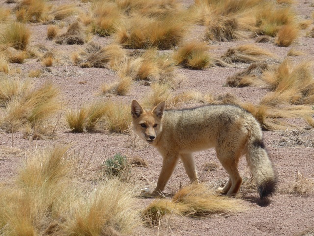 Un zorro culpeo, le renard local