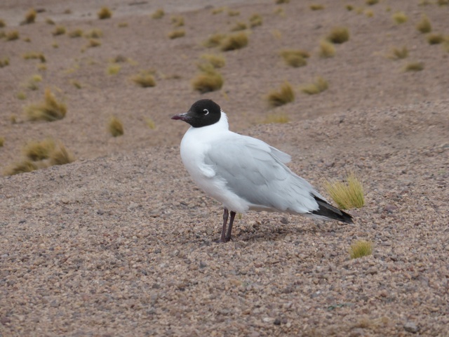 Une gaviota andina