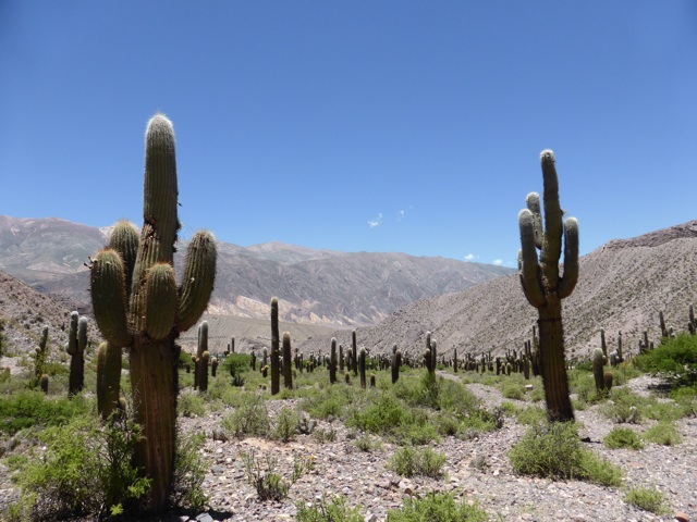 Champ de cactus