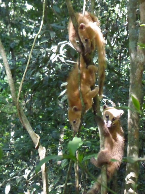 Brochette de coatis