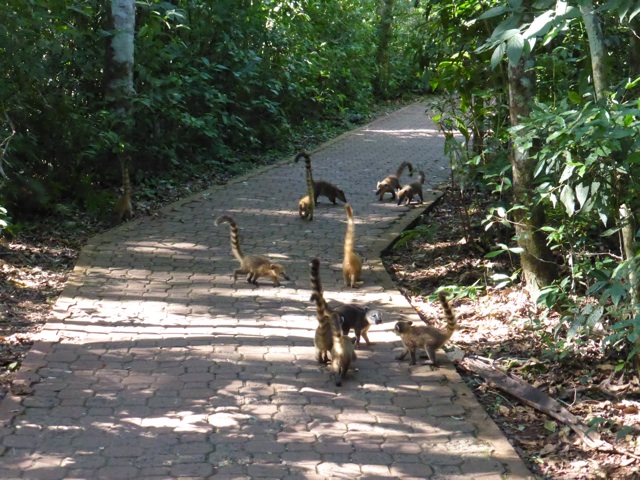 Il y a beaucoup de jeunes coatis