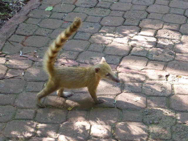 Jeune coati