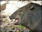 One of the chanchos called Doughnut