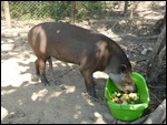 Un autre tapir très virile