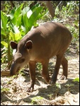 Un tapir