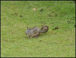 Un piscacha, habitant du site.