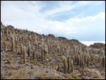 Isla Pescado au milieu du salar