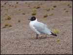 Une gaviota andina