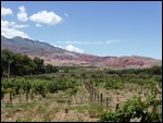 La vigne avec la Quebrada en fond