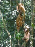 Brochette de coatis