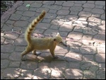 Jeune coati